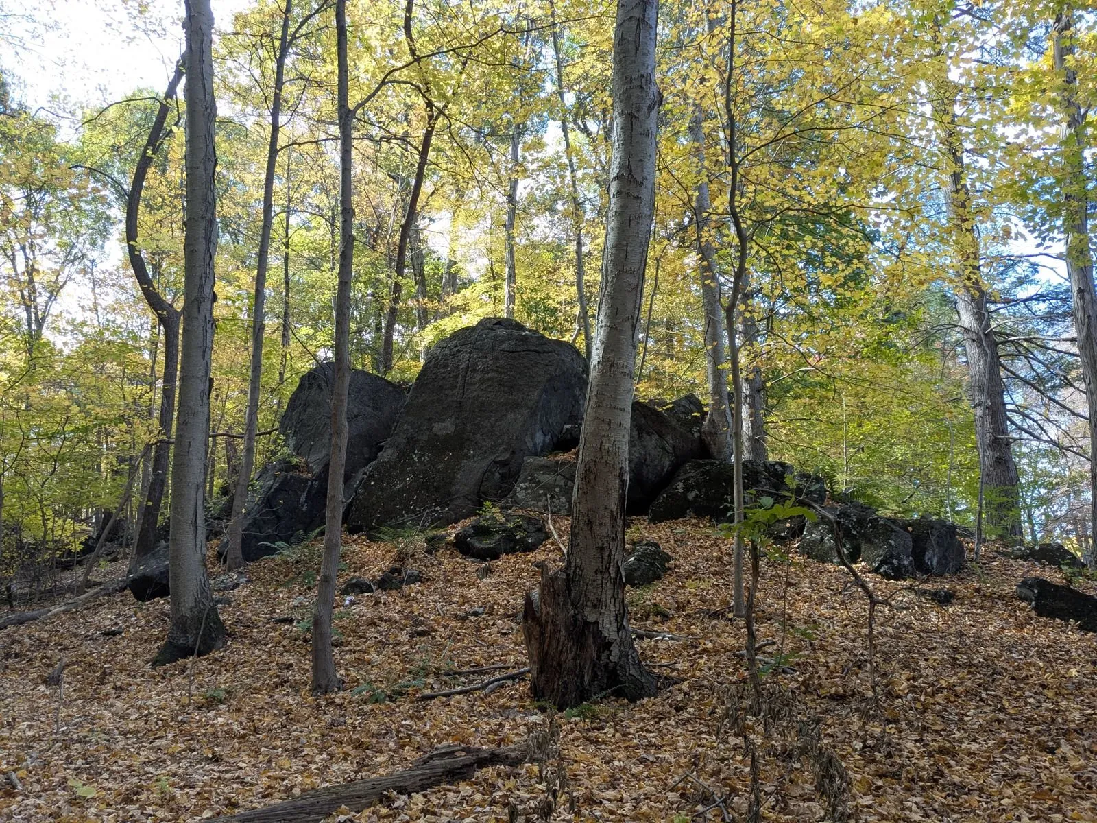 Large boulders in open hardwood forest covered in fallen leaves
