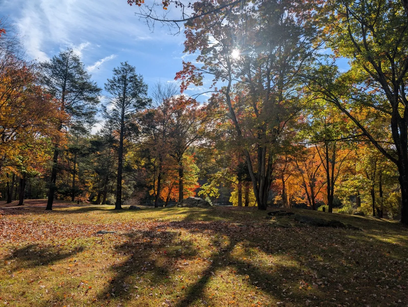 Autumn trees in orange and gold over a grassy clearing