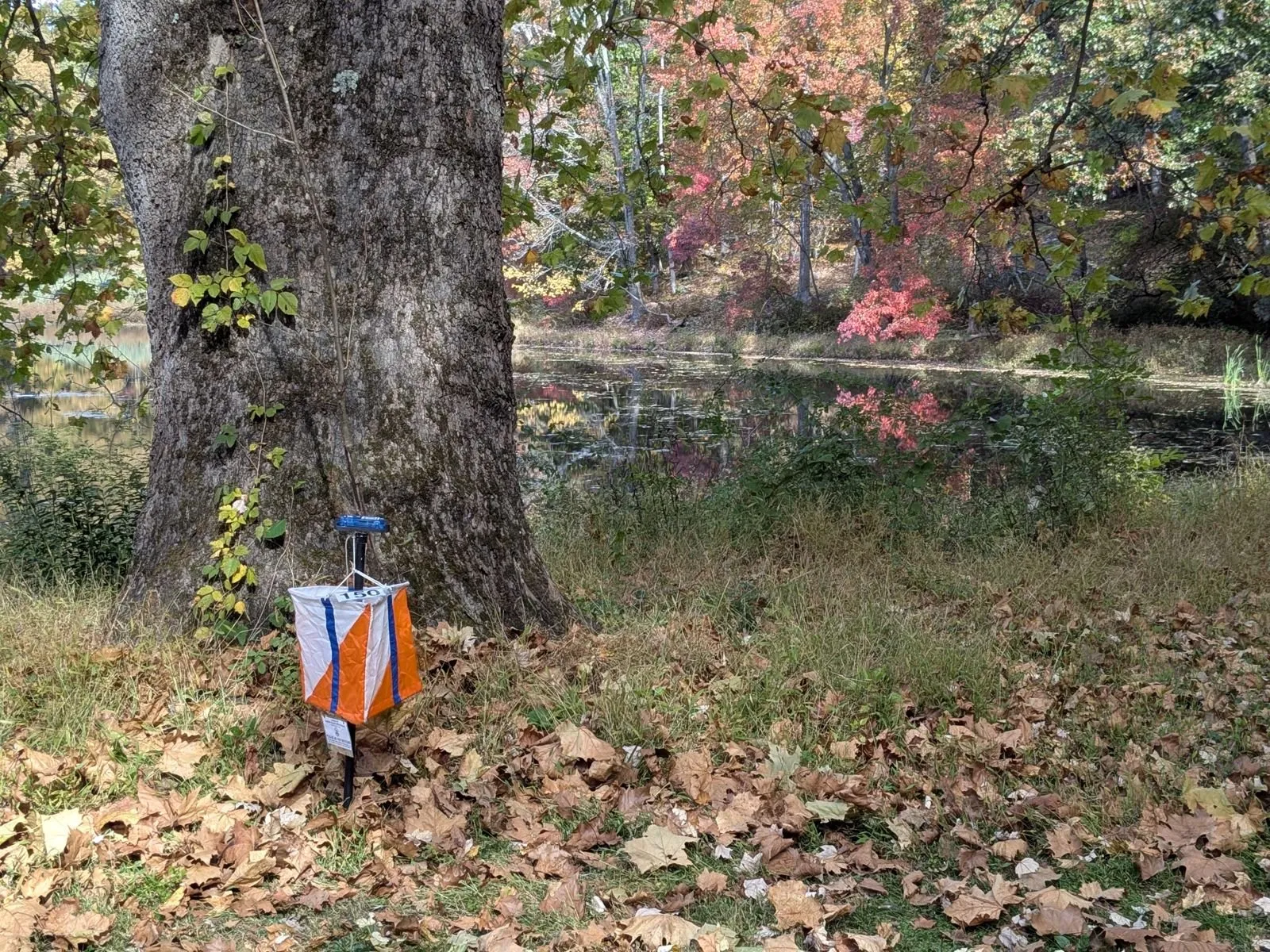 An orienteering control flag at the foot of a tree by the pond