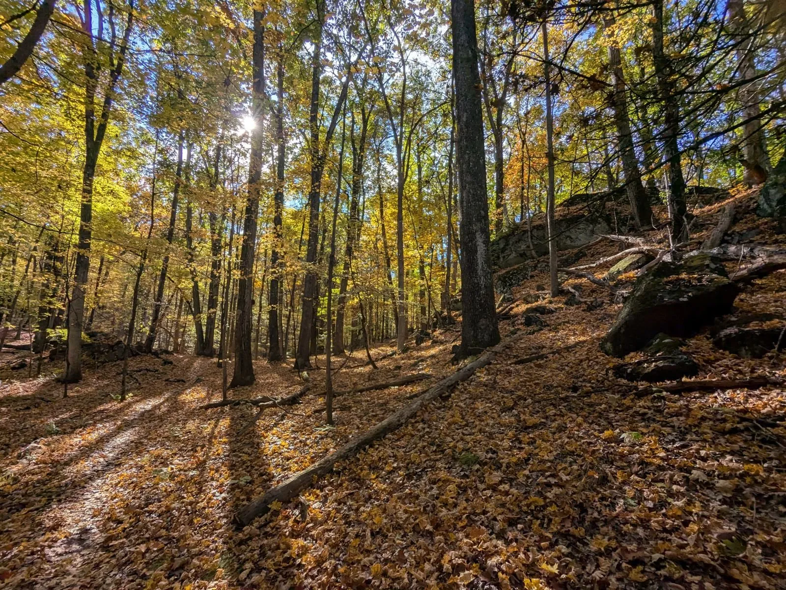 A rocky slope among tall trees