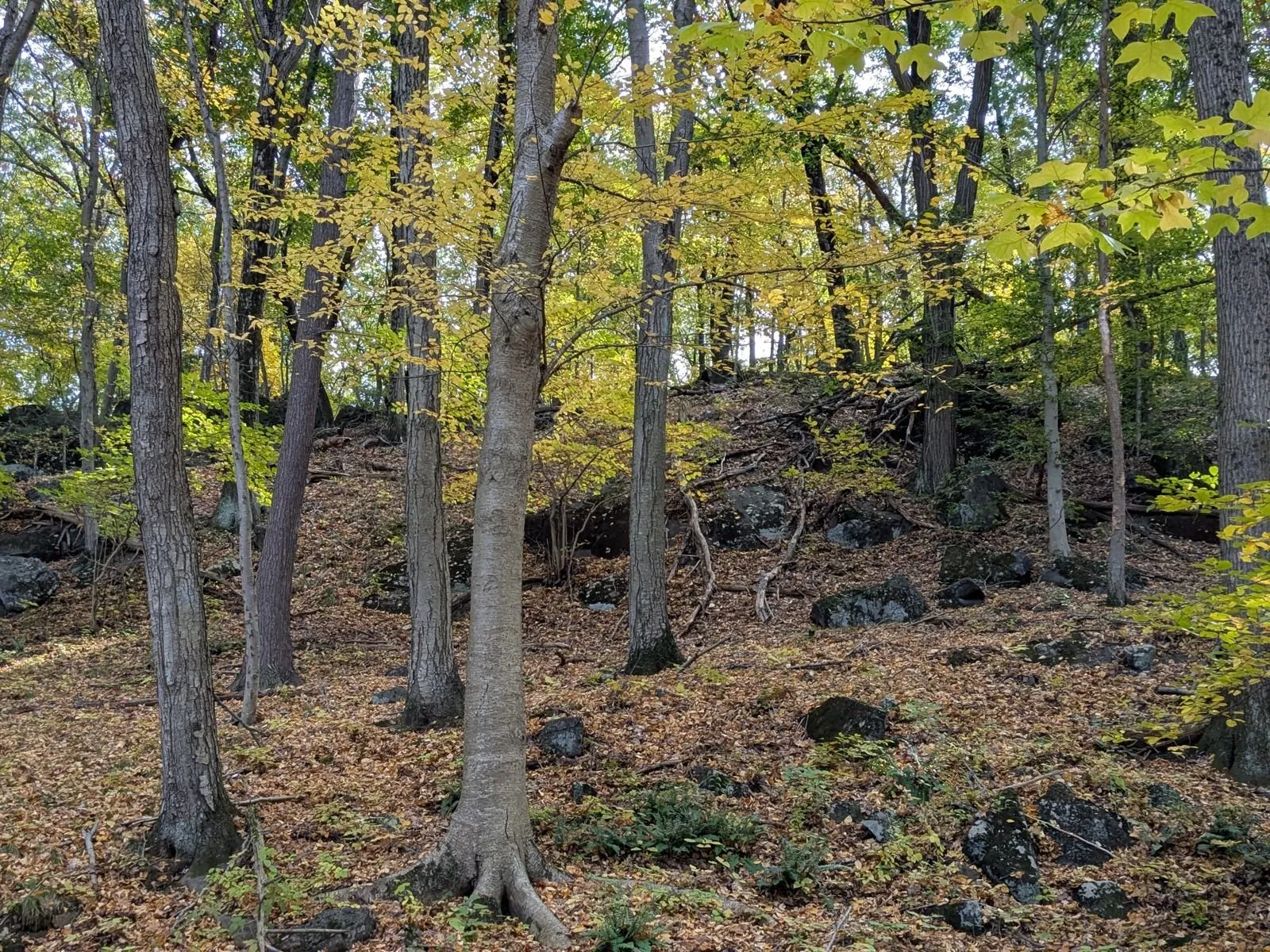 Sunlight through tall trees over a leaf-covered forest floor